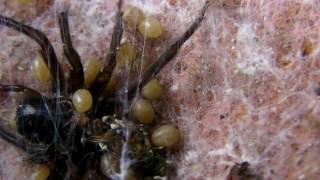 Spiderlings Eat Mother [upl. by Evelin]