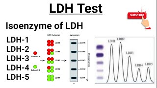 LDH Test  Isoenzymes of LDH  Functions of LDH [upl. by Mariande995]