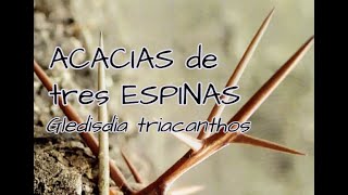 7ACACIAS de 3 ESPINAS Gleditsia triacanthos [upl. by Burget945]