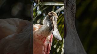 Spoonbill  Guardians of Wetland Harmony [upl. by Krongold]