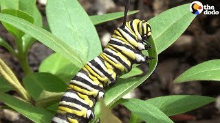 How A Caterpillar Becomes A Butterfly  The Dodo [upl. by Hcnarb]