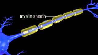 Continuous and Saltatory Propagation Video Clip [upl. by Norraa]