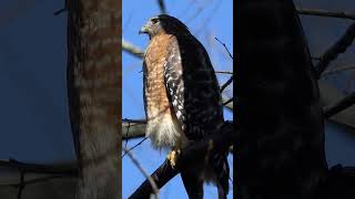 Redshouldered Hawk listens to other hawk sounds [upl. by Ardenia612]