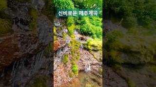 Jeju island Nature 제주 물의 숲 [upl. by Inor246]