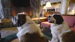 Meet Bruno and Heidi Timberlines resident St Bernards [upl. by Tiraj]