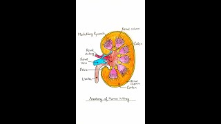 kidney drawing  Internal structure of kidney  kidney anatomy  How to draw kidney diagram class 10 [upl. by Ledba]