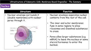 A Level Biology  2114  Ultrastructure of Eukaryotic Cells  Membranebound Organelles Summary [upl. by Ardyaf]