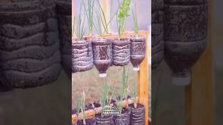 Reuse plastic bottles for growing plants [upl. by Belldame]