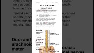 Distal end of the spinal cord [upl. by Adnoluy]