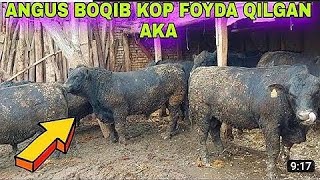 12 TA TONALIK ANGUSLAR SOTILADI VA MOL BOQISH SIRLARI [upl. by Dlorad]