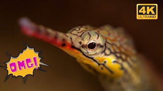 Dragonface Pipefish  Ocean life Sea animals  Marine animals  Nature documentary [upl. by Aneeroc]