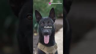 German Shepherd vs Belgian Malinois Which Dog is Better for Work funny [upl. by Dorotea]