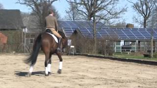 Hanoverian Dressage Horse by Stallion Lanciano [upl. by Saffier]