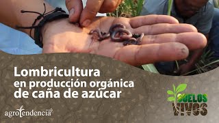 Lombricultura en producción orgánica de caña de azúcar  Suelos Vivos [upl. by Jonina]