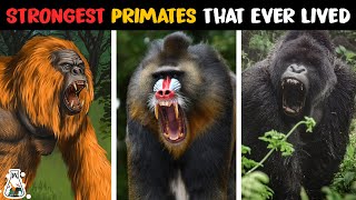 10 Strongest Monkeys and Apes That Ever Lived [upl. by Kristel923]