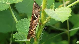 Grasshopper selyan1980 [upl. by Meelas491]