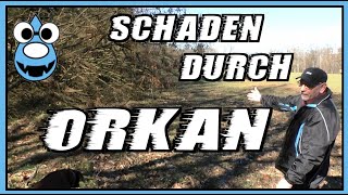 Sturmschaden im Wald durch Orkan [upl. by Sven]