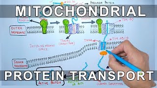 Protein Transport into Mitochondria [upl. by Areema483]