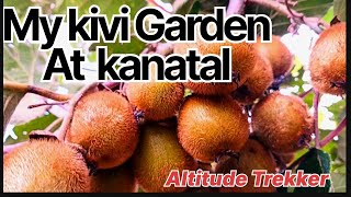 Kiwi Farming Uttarakhand  Kiwi Fruit [upl. by Heisel418]