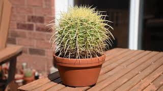 How I take care of cactus Echinocactus grusonii [upl. by Pish901]