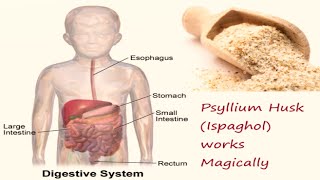 Benefits of Psyllium Husk Ispaghol [upl. by Giorgi472]