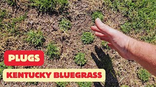 How Fast Do Kentucky Bluegrass Plugs Spread [upl. by Ettenowtna]