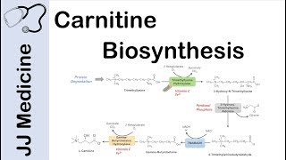 Carnitine Biosynthesis Pathway [upl. by Yakcm]