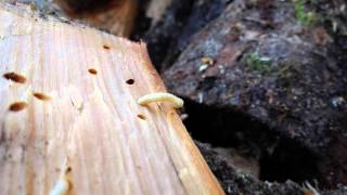 Woodworm larvae up close [upl. by Ynnoj271]