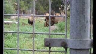 Lion fight Four male lions fight at Melbourne Zoo  two perspectives [upl. by Aneladdam63]