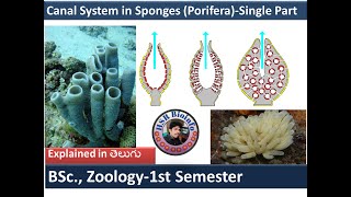 Canal system in sponges single part Types of Canal System in Sponges  Phylum Porifera HSR Bioinfo [upl. by Carlson]