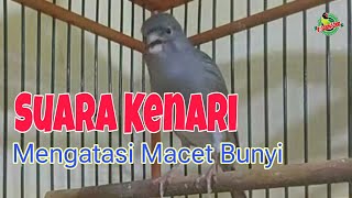 AMPUH SUARA KENARI GACOR FULL ISIAN  MASTERAN DAN PANCINGAN KENARI AGAR CEPAT BUNYI LS18 [upl. by Colon848]