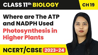 Where are The ATP and NADPH Used  Photosynthesis in Higher Plants  Class 11 Biology Ch 11  CBSE [upl. by Edya]