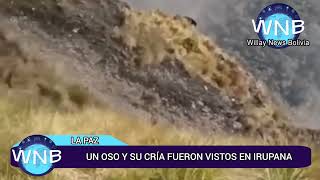 un oso y su cría fueron vistos paseando en Irupana [upl. by Ocin]