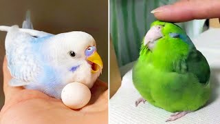 Smart And Funny Parrots Parrot Talking Videos Compilation 2024  Cute Birds 9 [upl. by Helge]