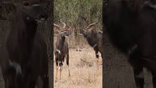 Exceptional Nyala Bulls Antelope Specimens trending nature antelopes subscribe wildlife [upl. by Kancler157]