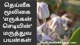 எருக்கம் செடியின் மருத்துவ பயன்கள்  erukkam poo benifits in tamil [upl. by Ahsote]