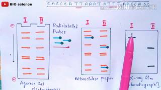 RFLP  Restriction fragment length polymorphism  Molecular markers  RFLP mapping  Bio science [upl. by Bobina]