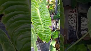 anthurium veitchii plants anthuriumlovers [upl. by Bowrah]