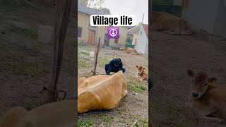 Village life peace 🐄 🐮  village villagelife shorts [upl. by Torhert345]