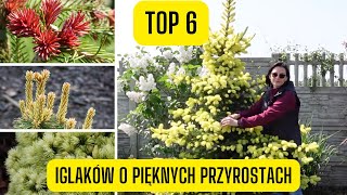 TOP 6 iglaków o pięknych wiosennych przyrostach rośliny iglaste z ciekawymi przyrostami [upl. by Barnabe]