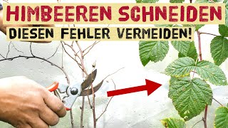 Himbeeren und Brombeeren im Herbst schneiden  einfache Anleitung für Sommer und Herbsthimbeeren [upl. by Danae]