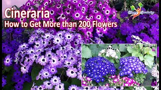 How to Grow Cineraria from seeds  Care of Cineraria Plants  Cineraria Open pollinated Seeds [upl. by Theola166]