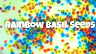 How to Make Rainbow Basil Seed Water Beads  natural Orbeez [upl. by Neelcaj652]