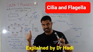 Difference between Cilia and flagella Biology First Year [upl. by Eentrok]