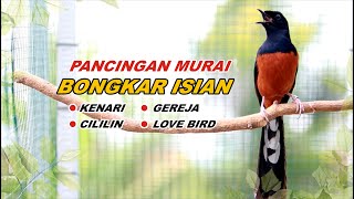 pancingan Burung 30 MURAI BATU GACOR full isian CILILIN kenari GEREJA TARUNG love bird [upl. by Anaujait]