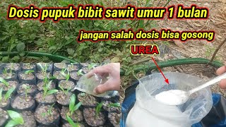 Dosis Pupuk Bibit sawit Umur 1 Bulan Semai part 1 [upl. by Hallie]