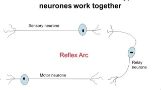 Nervous System Part 2  Reflex Arc ALevel Biology [upl. by Philander]