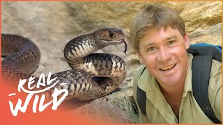 Steve Irwin Meets The Worlds Most Venomous Snakes  Real Wild [upl. by Ilysa86]