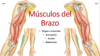 Anatomía  Músculos del Brazo Origen Inserción Inervación Acción Relaciones [upl. by Ahsratal]