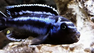 Electric Blue Johanni cichlid Aggressive Malawi Mbuna 4k [upl. by Funda439]